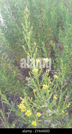 Falsche yellowhead (Dittrichia viscosa) Plantae Stockfoto