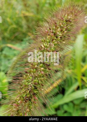 Riesenfuchsschwanz (Setaria faberi) Plantae Stockfoto