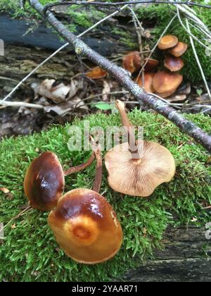 Ummantelte Holzpilze (Kuehneromyces mutabilis) Stockfoto