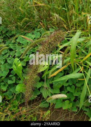 Riesenfuchsschwanz (Setaria faberi) Plantae Stockfoto