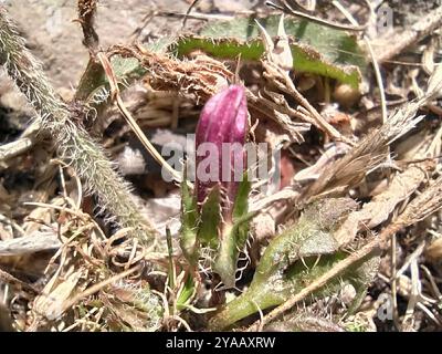 (Campanula sibirica taurica) Plantae Stockfoto