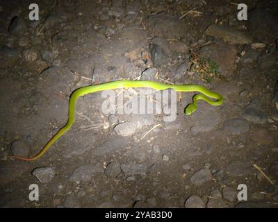 Weißlippige Insel Pitviper (Trimeresurus insularis) Reptilia Stockfoto