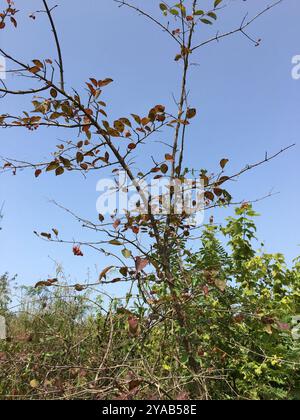 Blackhaw (Viburnum prunifolium) Plantae Stockfoto