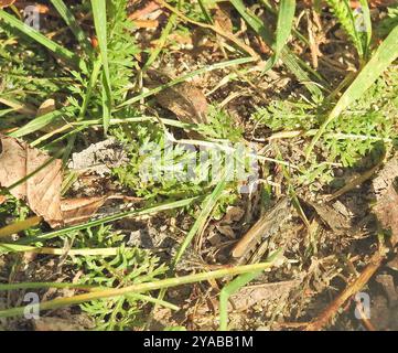 Lokomotive Grasshopper (Chorthippus apricarius) Insecta Stockfoto