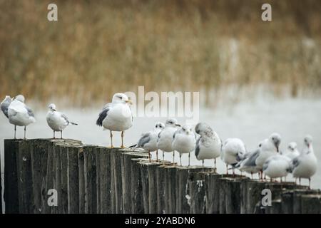 Möwen (Larinae) auf Holzpfählen, Neusiedler See, Burgenland, Österreich, Europa Stockfoto