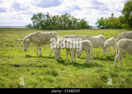 Eine Herde weißer Esel, barocke Esel, friedlich weiden auf einer großen Wiese mit Bäumen im Hintergrund, Nationalpark Neusiedler See, Burgenland, Stockfoto