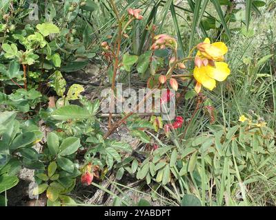 (Cochlospermum regium) Plantae Stockfoto