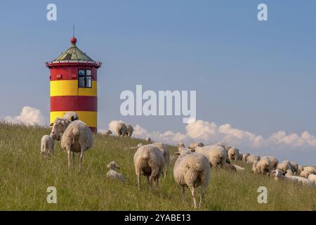 Schafherde vor dem Pilsumer Leuchtturm, Pilsum, Krummhoern, Ostfriesland, Niedersachsen, Deutschland, Europa Stockfoto