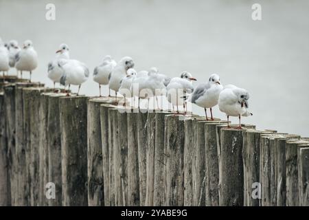 Gruppe Möwen (Larinae) auf Holzpfählen in ruhiger Szene, Neusiedler See, Burgenland, Österreich, Europa Stockfoto