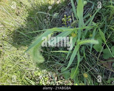 Riesenfuchsschwanz (Setaria faberi) Plantae Stockfoto