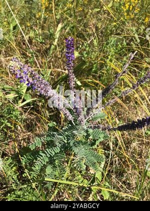 Leadplant (Amorpha canescens) Plantae Stockfoto