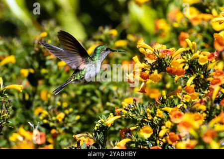 Nahaufnahme eines Streifenschwanzkolibri im Flug, der sich aus dem Blumennektar des Marmelade Strauchs in der Kaffeeplantage Panama ernährt Stockfoto