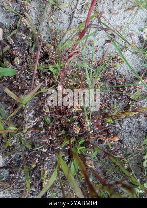 Korallenkette (Illecebrum verticillatum) Plantae Stockfoto