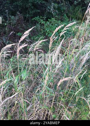 kanadische Blaugelenke (Calamagrostis canadensis) Plantae Stockfoto