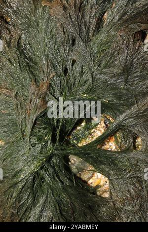 (Cladophora rupestris) Plantae Stockfoto