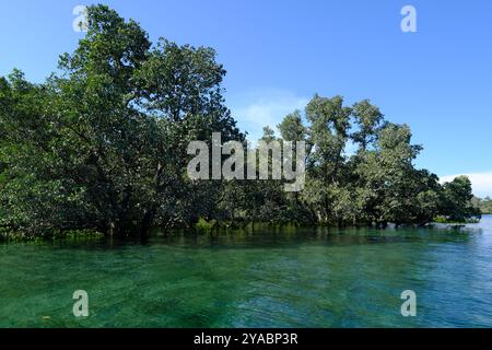 Indonesien Bunaken - Mangrovenbäume an der Küste von Bunaken Stockfoto