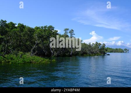 Indonesien Bunaken - Mangrovenbäume an der Küste von Bunaken Stockfoto