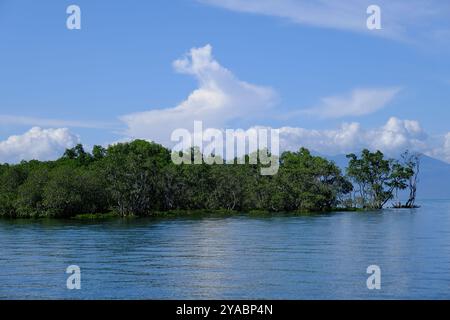 Indonesien Bunaken - Mangrovenbäume an der Küste von Bunaken Stockfoto