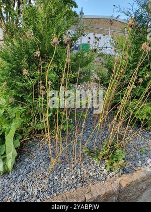 FeldKnoblauch (Allium oleraceum) Plantae Stockfoto