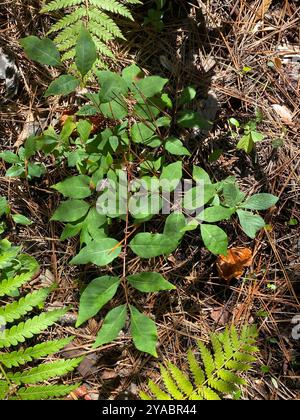 Poison Sumac (Toxicodendron vernix) Plantae Stockfoto