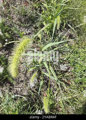 Riesenfuchsschwanz (Setaria faberi) Plantae Stockfoto