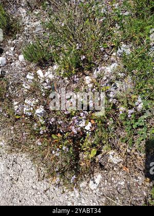 Gemein Bleikraut (Plumbago europaea) Plantae Stockfoto