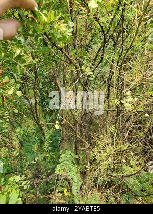 Sibirischer Erbsenstrauch (Caragana arborescens) Plantae Stockfoto