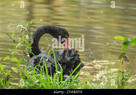 Schwarzer Schwan (Cygnus atratus) mit rotem Schnabel und Auge. Stockfoto