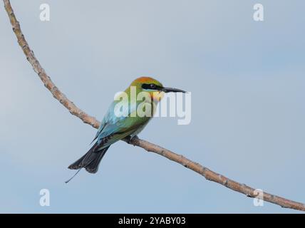 Regenbogenfresser (Merops ornatus), der auf einem Zweig mit klarem blauem Himmel mit Kopierraum sitzt. Stockfoto