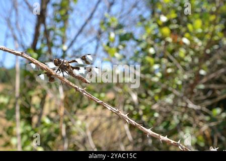 Nahaufnahme einer Libelle, insbesondere eines achtfleckigen Skimmers (Libellula forensis), der auf einem Ast ruht, dessen Laub im Hintergrund unscharf ist. Stockfoto