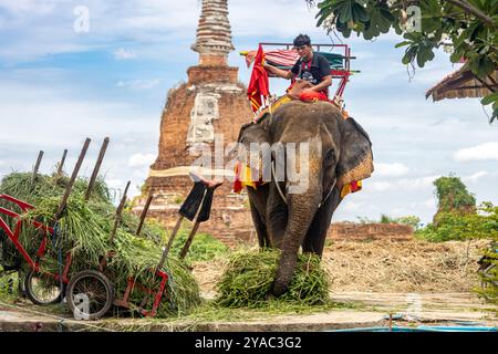 AYUTTHAYA, THAILAND, 03. JUNI 2024, sitzt Ein Mahout auf einem Elefanten mit einem Passagiersitz in einem Touristengebiet Stockfoto