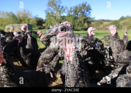 Geflügelhaltung auf dem Bauernhof und Gastronomie. Didier Cotte führt durch seine Werkstatt zum Schlachten und Zubereiten von Nutzgeflügel (Enten, Hühner, Gu Stockfoto