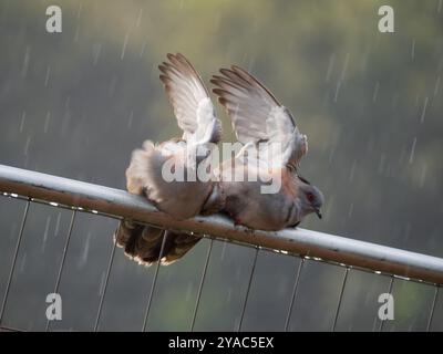 Haubentauben, die im Regen baden, Vögel mit gehobenen Flügeln beim Regen, Koordinationswaschung Achselhöhlen Stockfoto