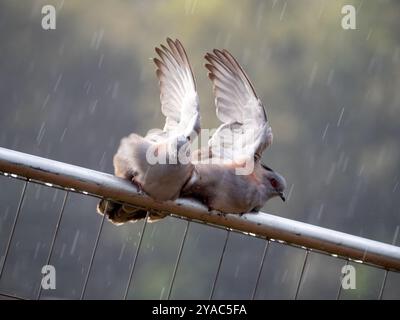 Haubentauben, die im Regen baden, Vögel mit gehobenen Flügeln beim Regen, Koordinationswaschung Achselhöhlen Stockfoto