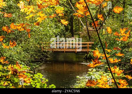 Holzbrücke über den Bach mit orangefarbenen und gelben Blättern und grünen Büschen. Herbstfarben mit grünen Büschen und Bäumen. Stockfoto