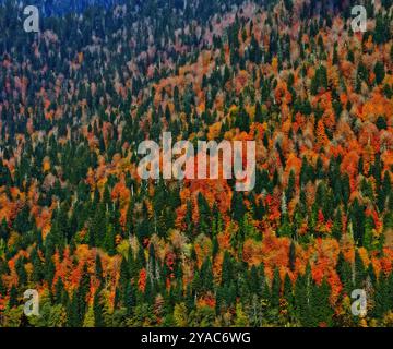 Herbstlandschaft - Blick auf die Berge, die mit Wald bedeckt sind. Die wunderschöne Landschaft des Herbstlaub. Waldlandschaft, Bäume bedeckt mit Herbstfarben. Stockfoto