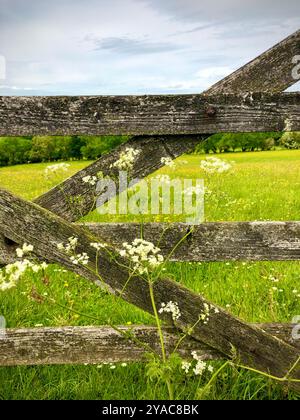 Ein Farmtor in Derbyshire, England, Großbritannien Stockfoto