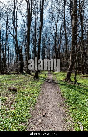 Frühfrühlingswald mit Wanderweg Velky Lopenik Hügel in der Galle Karpaty Berge an der tschechisch-slowakischen Grenze Stockfoto