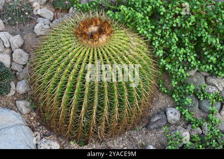 Goldener Fasskaktus oder Echinocactus grusonii Gartenpflanze Asien Stockfoto