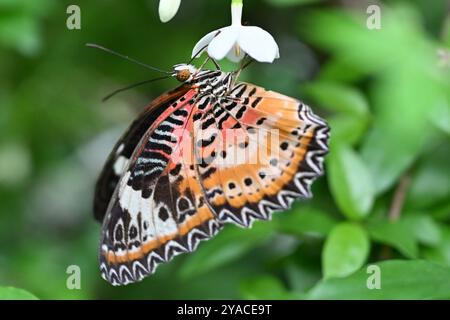 Schmetterling (Cethosia cyane oder die Leopardenschnürung Helikonin) hängt an einer kleinen weißen Blume im Garten in Singapur, Asien Stockfoto