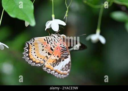 Schmetterling in Singapur (Cethosia cyane oder die Leopardenschnürung Helikoniine) trinkt Honig aus kleinen weißen Blüten im Singapore Airport Garden, Asien Stockfoto