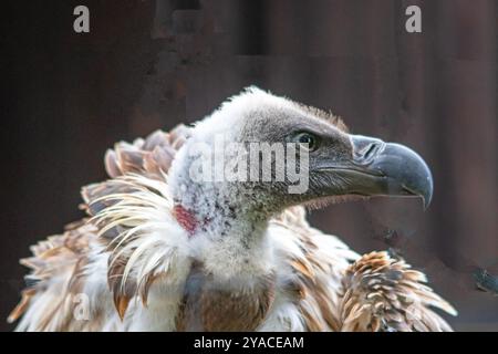 Porträt eines Weißgesinnes oder eines afrikanischen Geiers in Nahaufnahme im Profil Stockfoto