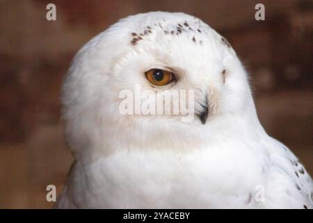 Porträt einer Schneeeule im Profil Stockfoto