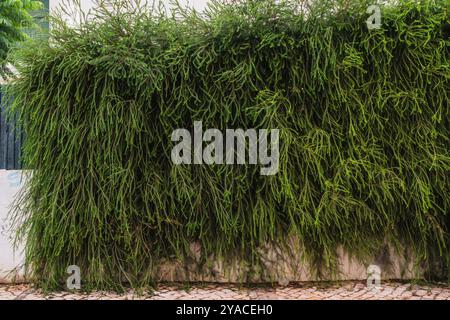 Dichte Wand aus kaskadierenden grünen Reben, die über eine Steinoberfläche herabfallen. Stockfoto