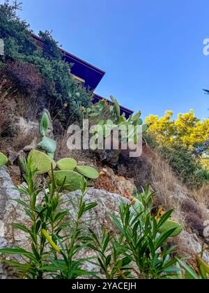 Kakteen auf einem felsigen Hügel unter blauem Himmel mit teilweise sichtbarem Haus. Hochwertige Fotos Stockfoto