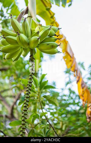 Grüne Bananen hängen von ihrem Baum in einer Bio-Plantage in Südspanien. Ökologische und nachhaltige Landwirtschaft Stockfoto