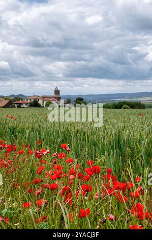 Mohnblumen wachsen am Rand eines Gerstenfeldes mit einem spanischen Dorf im Hintergrund in Spanien Stockfoto