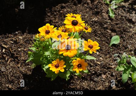 Die schönen gelben Blüten der Rudbeckia hirta in Suhl, Thüringen, Deutschland 2024. Bienen und andere Insekten werden sich über diese mehrjährige Pflanze freuen Stockfoto