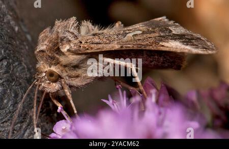 Eine gut fokussierte Seitenansicht einer Silbermotte, Autographa Gamma, die Knapweed ernährt. Sein Proboscis ist deutlich sichtbar. Sehr haariger Kopf und Thorax. Stockfoto