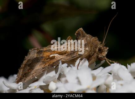 Eine gut fokussierte Seitenansicht einer Silver y Moth, Autographa Gamma, die auf einer Blume vor einem natürlichen unscharfen Hintergrund ruht. Ihr „Y“ ist deutlich sichtbar. Stockfoto